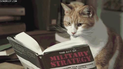 Cheezburger cat animals books reading